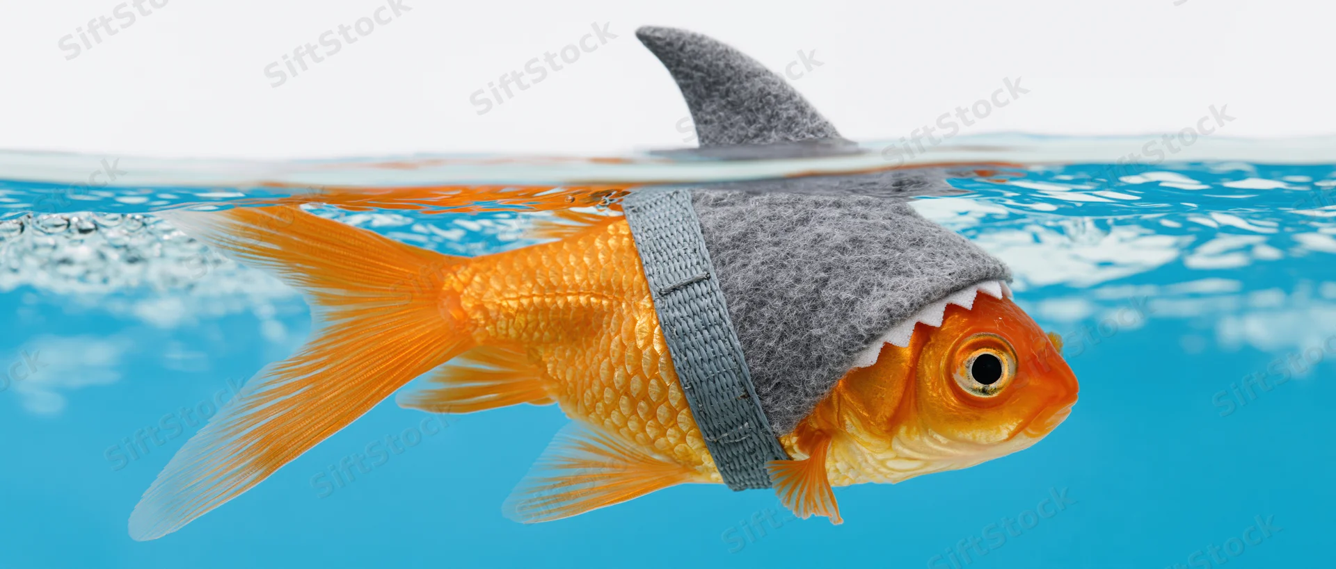 Goldfish wearing a shark fin harness swimming in blue water