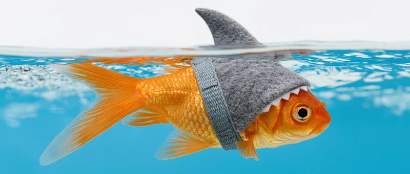 Goldfish wearing a shark fin harness swimming in blue water