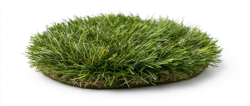 Oval patch of dense green grass isolated on white background