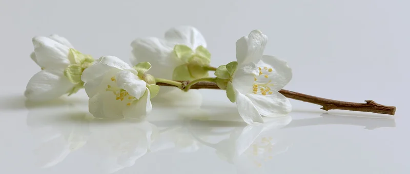 Jasmine branch with white blossoms lying on reflective white surface