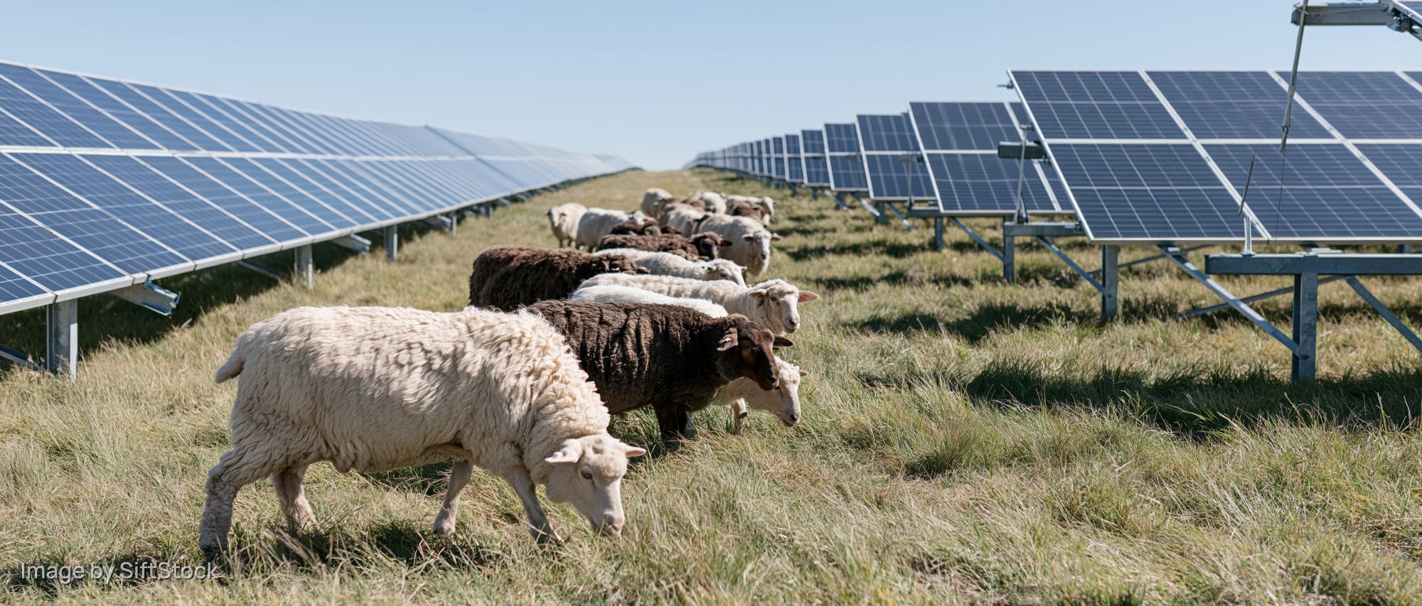 Sheep grazing between rows of solar panels in a grassy field