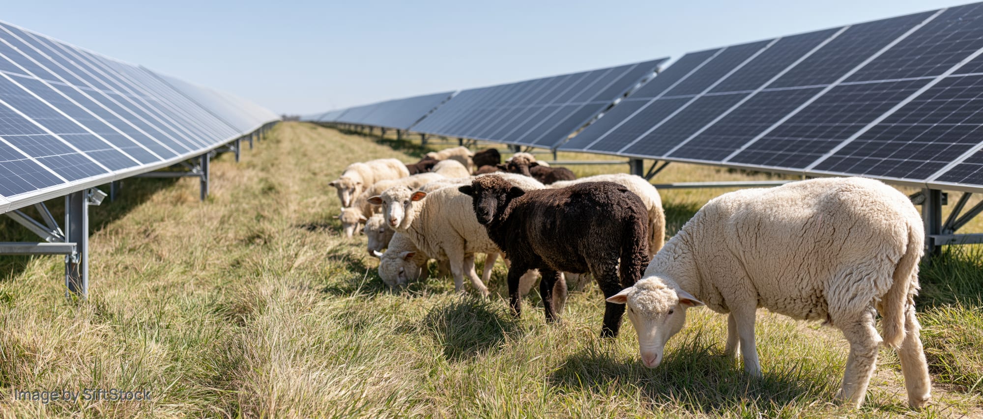 Sheep grazing between rows of solar panels in a grassy field