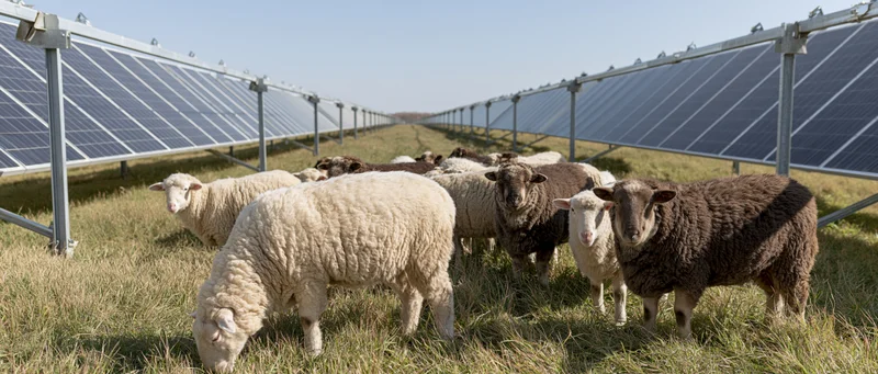 Sheep grazing between rows of solar panels in a grassy field