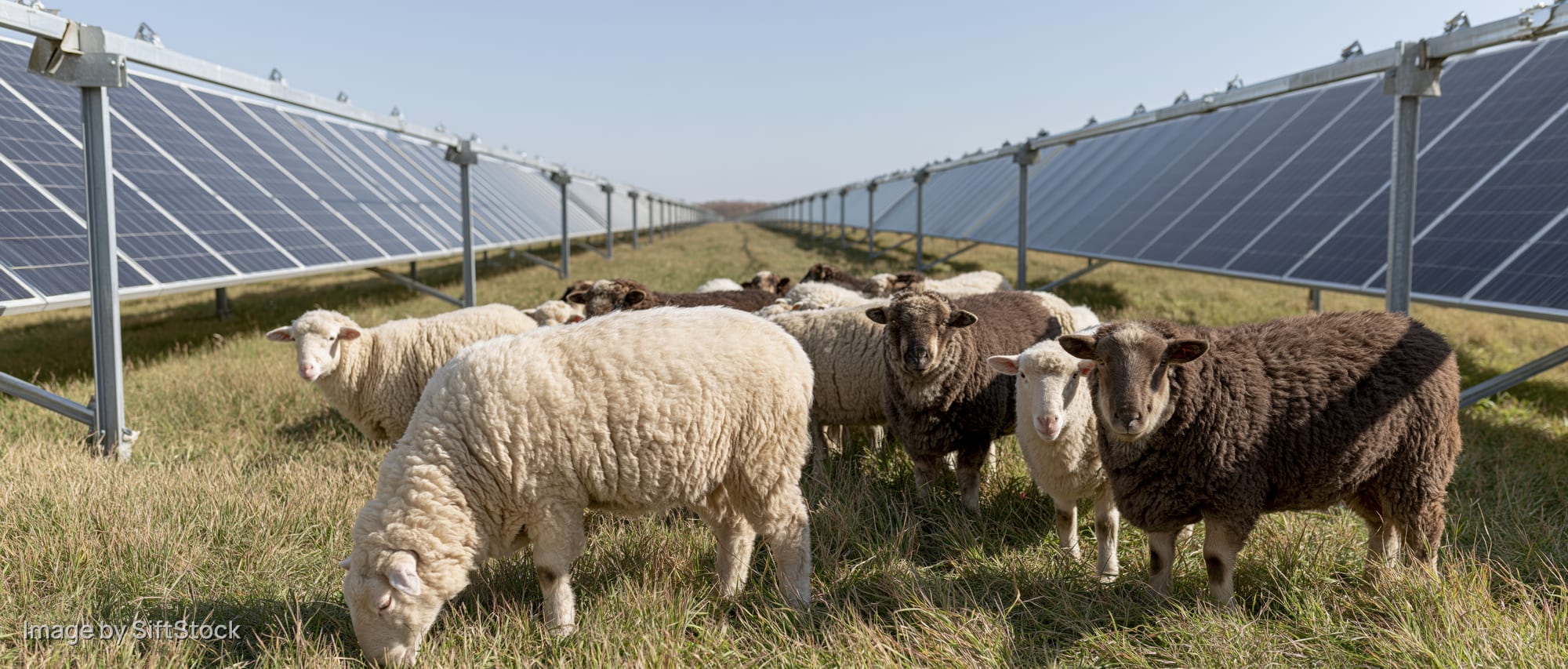 Sheep grazing between rows of solar panels in a grassy field