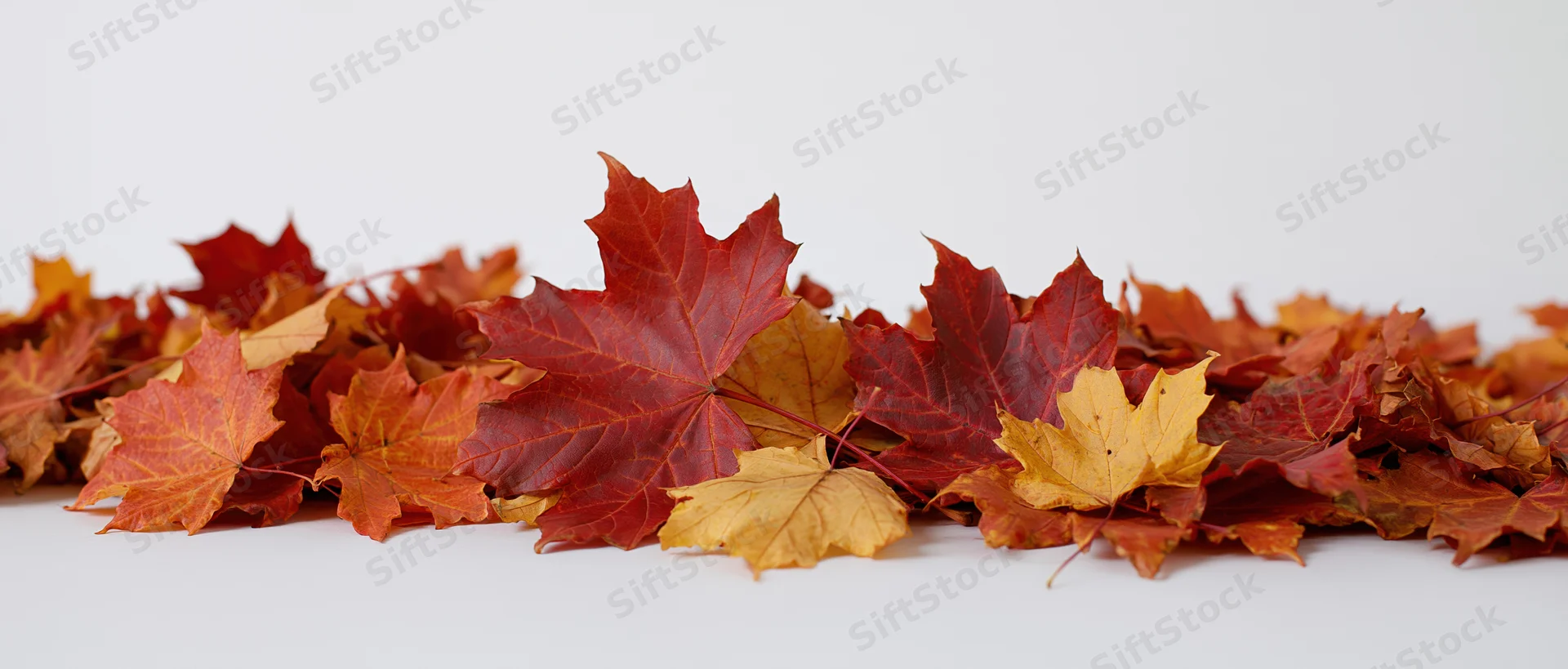 Scattered maple leaves in autumn colors arranged loosely on white surface