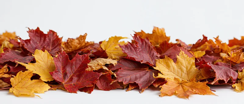 A pile of fallen autumn maple leaves arranged loosely on a white surface