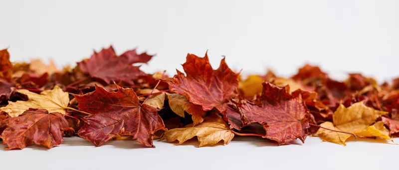 Pile of dried maple leaves in autumn colors arranged loosely on white surface
