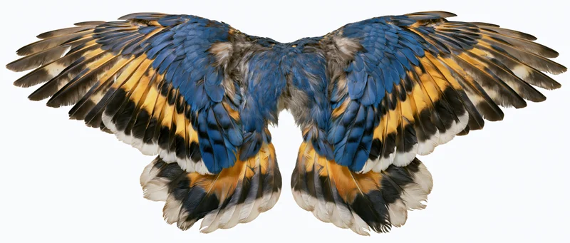 Symmetrical pair of spread bird wings with blue yellow and black feathers displayed flat against white background