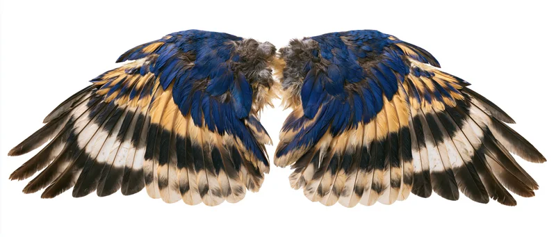 Symmetrical pair of spread bird wings with blue black and white feathers displayed flat against white background