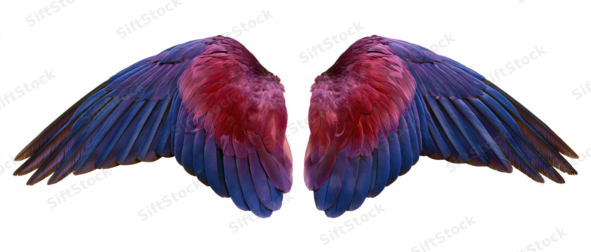 Symmetrical pair of spread bird wings with blue and pink feathers isolated on white background