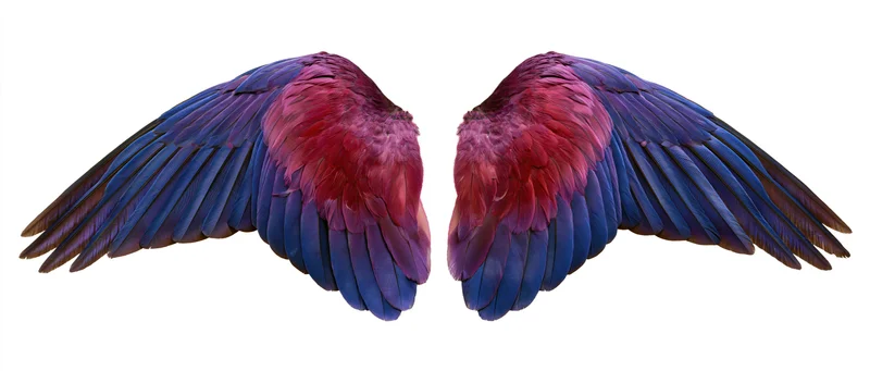 Symmetrical pair of spread bird wings with blue and pink feathers isolated on white background