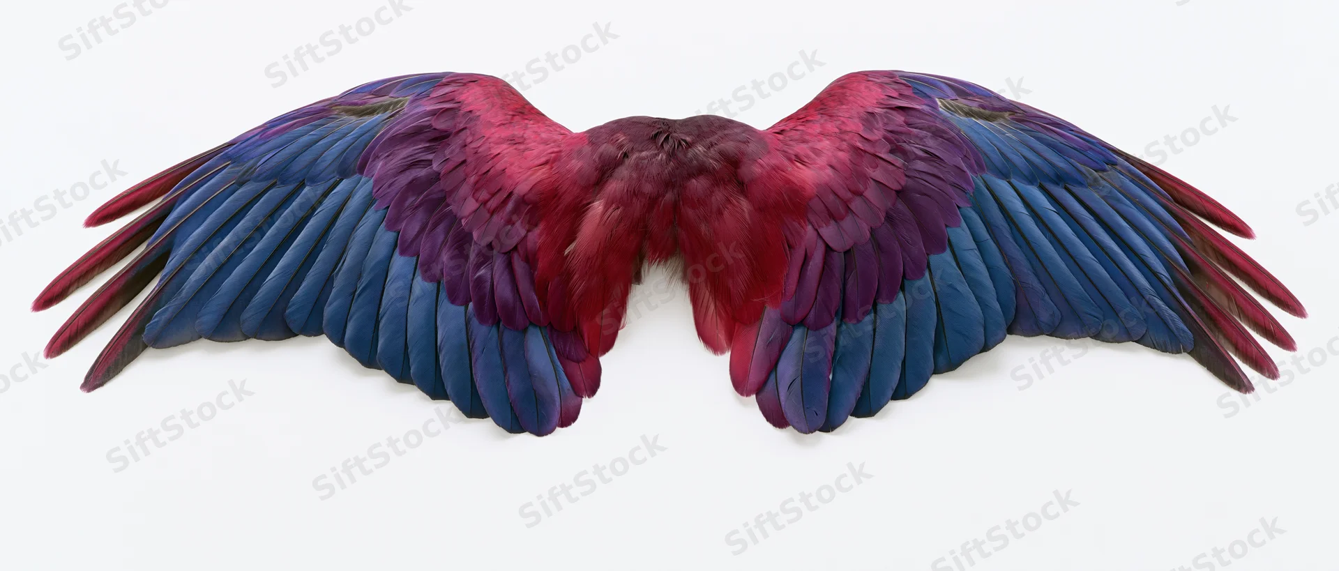 Symmetrical spread bird wings with vibrant red blue and purple feathers isolated on white background