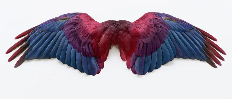 Symmetrical spread bird wings with vibrant red blue and purple feathers isolated on white background