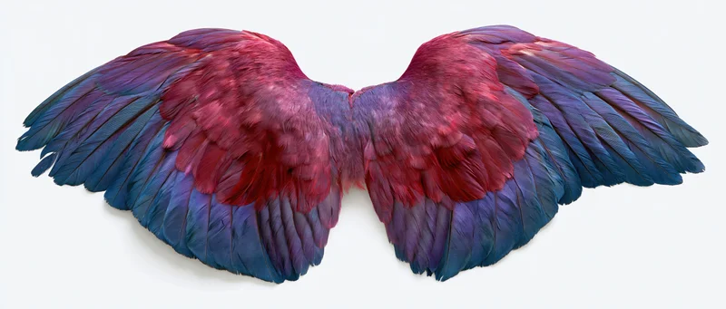 Symmetrical pair of spread bird wings with red and blue feathers isolated on white background