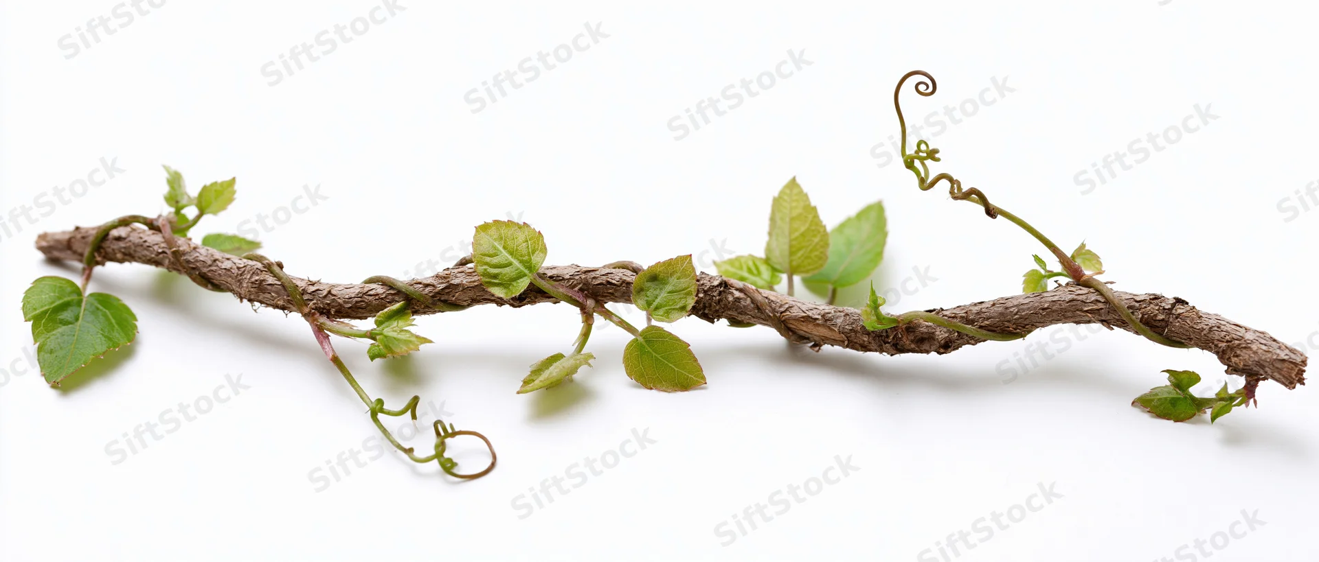 Twisted woody vine stem with small green leaves and curling tendrils on white background