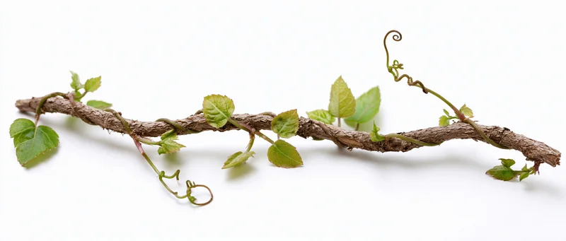Twisted woody vine stem with small green leaves and curling tendrils on white background