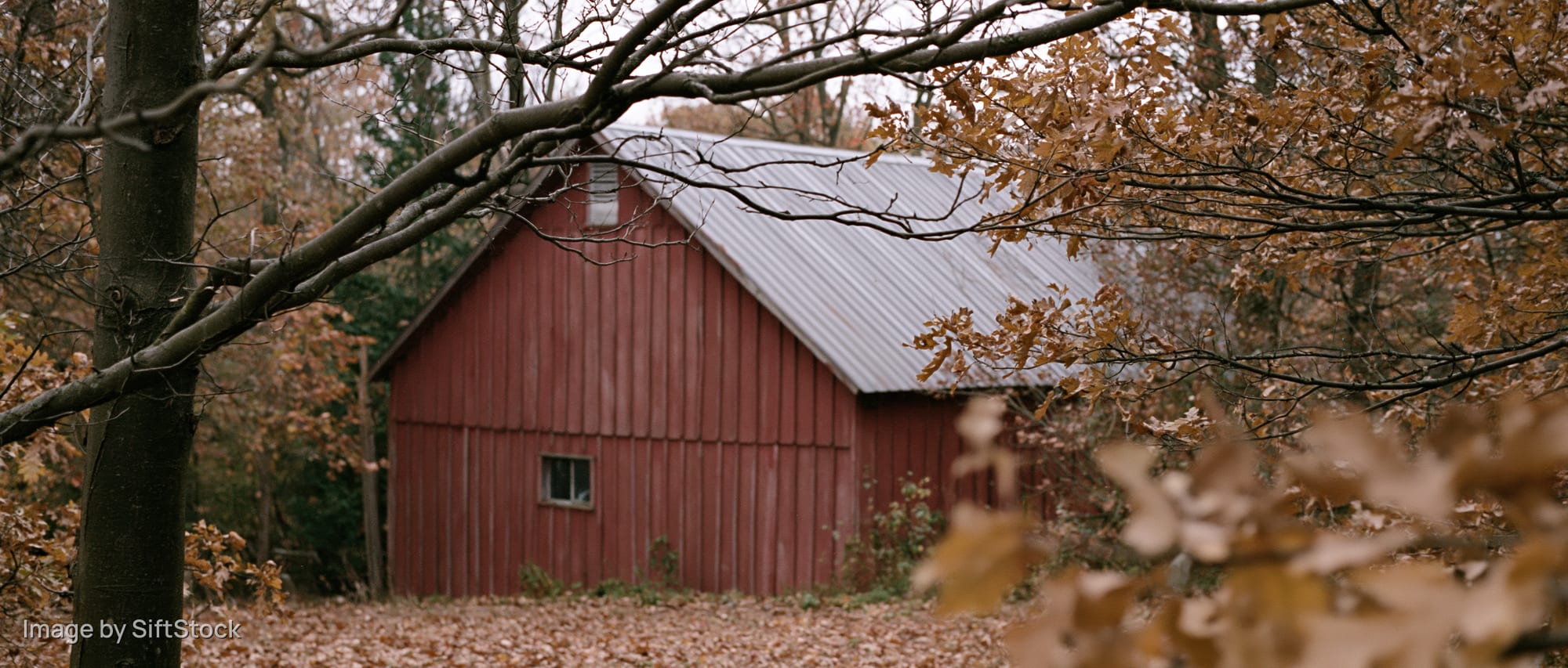 Red wooden barn with corrugated metal roof surrounded by autumn trees and fallen leaves in a rural setting
