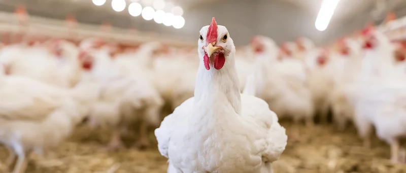 White hen standing in foreground of commercial poultry barn with flock in background