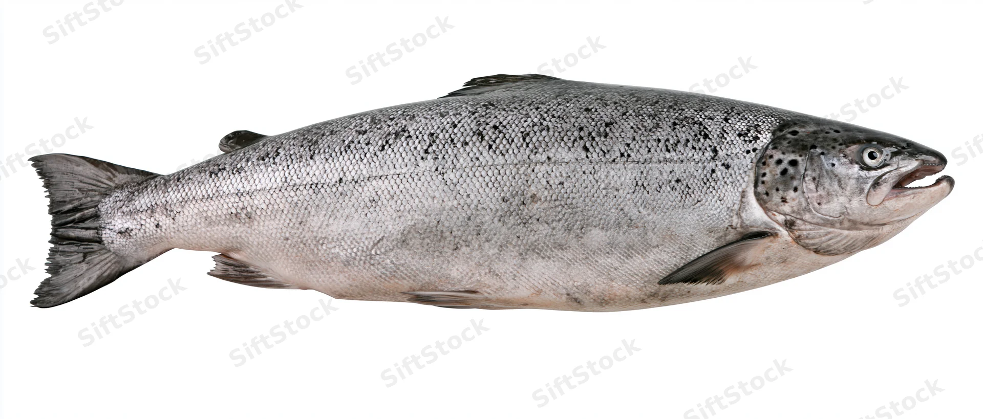 Whole atlantic salmon displayed laterally against a plain white background