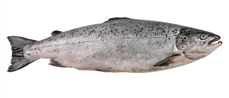 Whole atlantic salmon displayed laterally against a plain white background