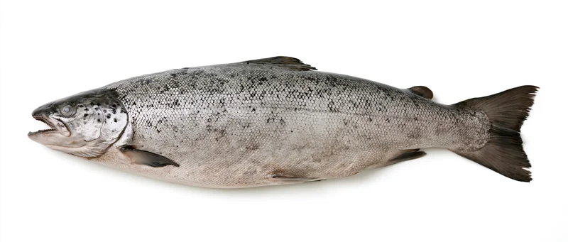 Whole atlantic salmon lying laterally on white background