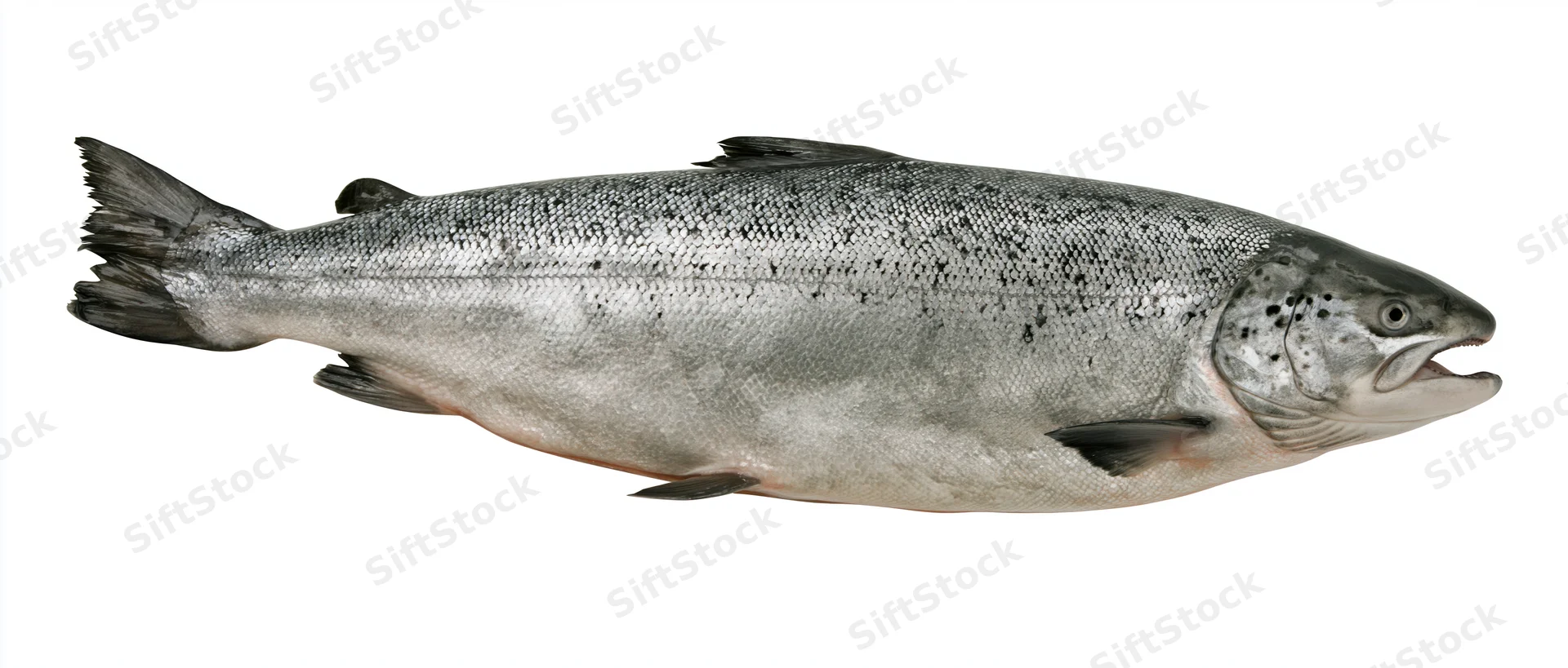 Whole atlantic salmon shown laterally with open mouth and detailed scales against white background