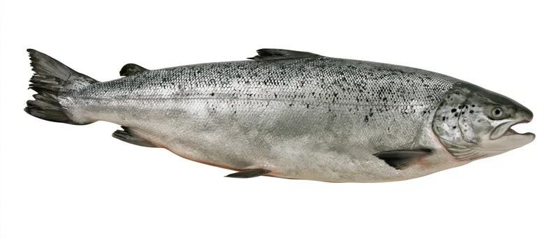 Whole atlantic salmon shown laterally with open mouth and detailed scales against white background