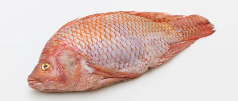 Whole raw red tilapia fish lying on its side on white background
