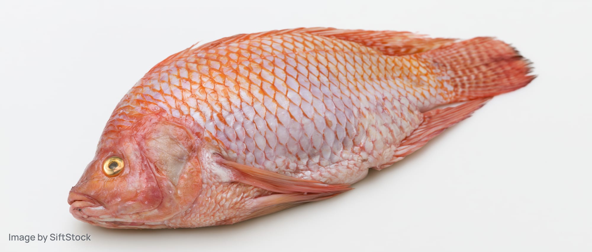 Whole raw red tilapia fish lying on its side on white background