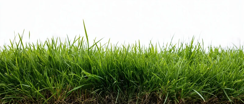 Lush green grass growing in a meadow viewed from ground level