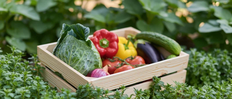 Wooden crate filled with fresh vegetables in a garden