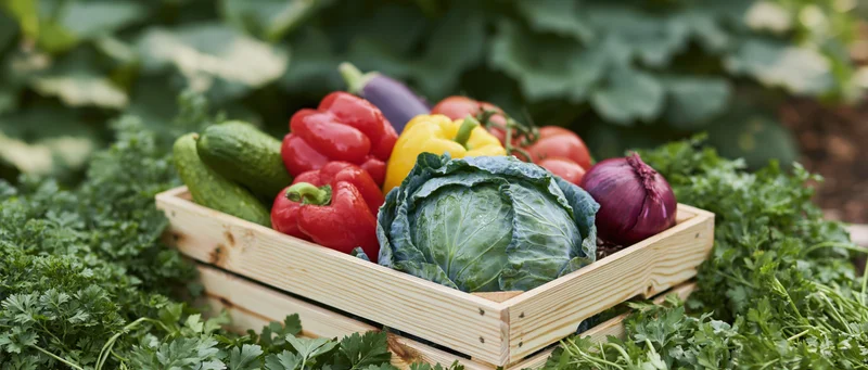 Wooden crate filled with freshly harvested vegetables in a garden surrounded by greenery