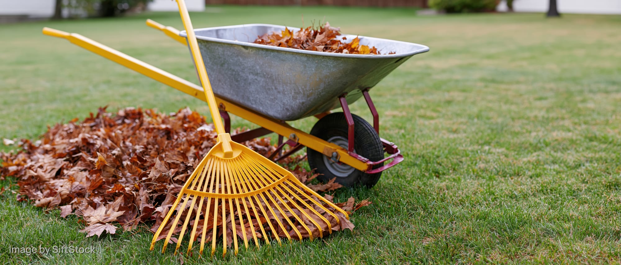 Yellow rake leaning against metal wheelbarrow filled with fallen leaves on a grassy lawn