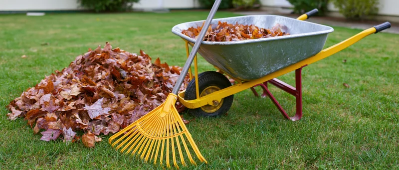 Yellow plastic rake leaning against metal wheelbarrow filled with fallen leaves on a green lawn