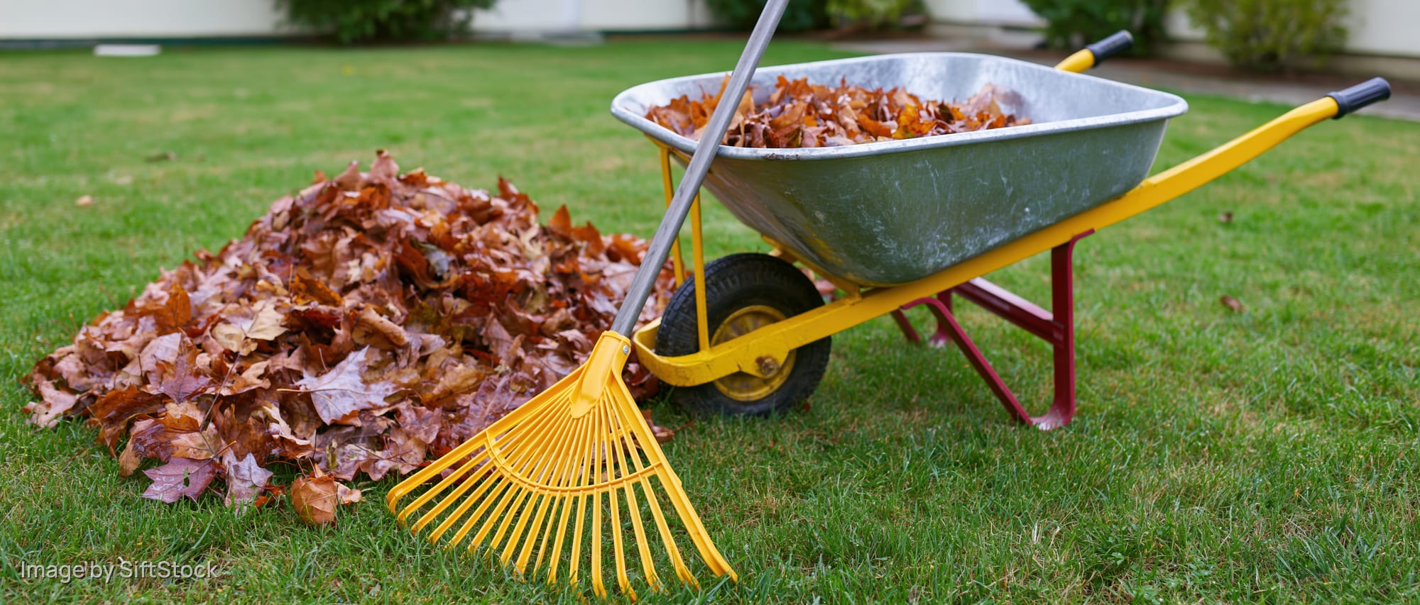 Yellow plastic rake leaning against metal wheelbarrow filled with fallen leaves on a green lawn