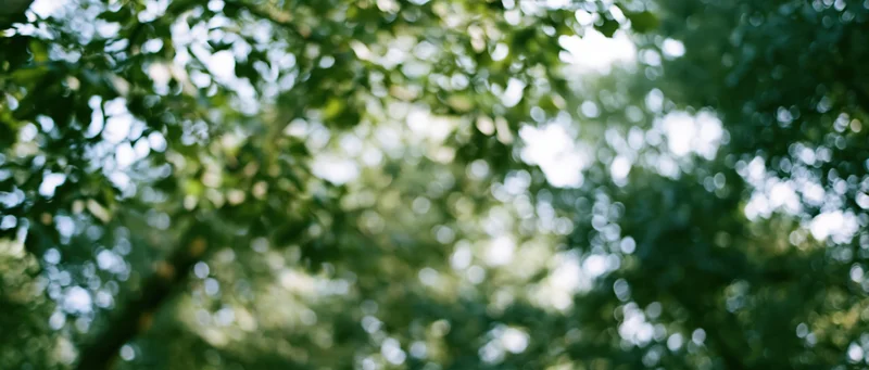 Blurred green foliage with bokeh light spots forming a natural background