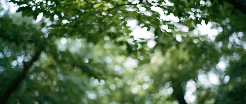 Blurred green foliage with sunlight filtering through tree canopy in a natural outdoor setting
