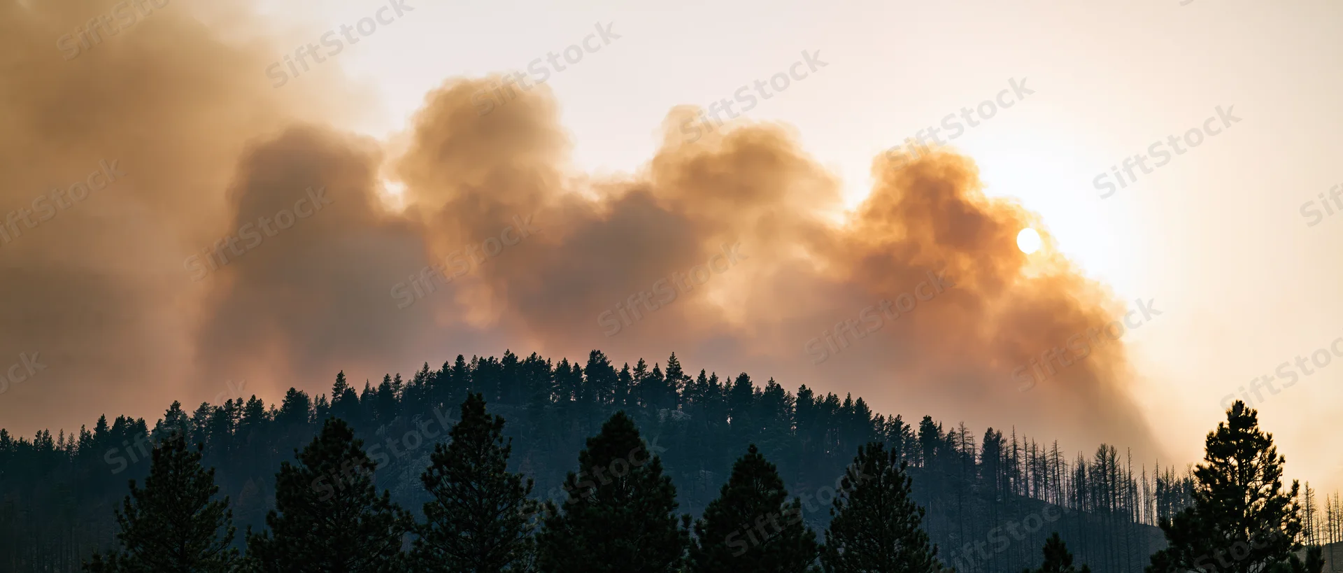 Wildfire burning through dense pine forest on hillside at dusk