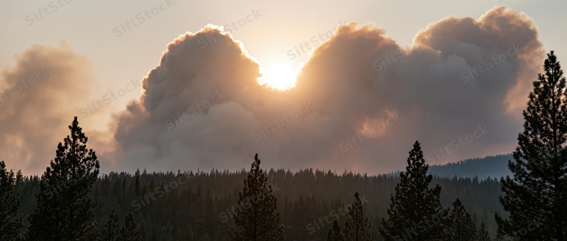 Smoke plumes rising from burning pine forest at sunset over mountain hillside