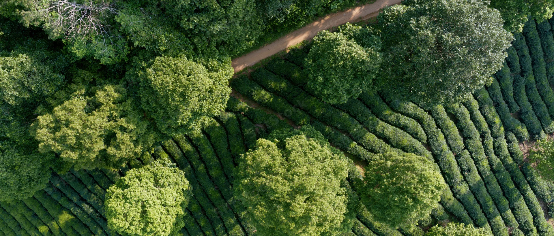 Aerial drone view of tea plantation rows on a hillside with scattered trees and a dirt path