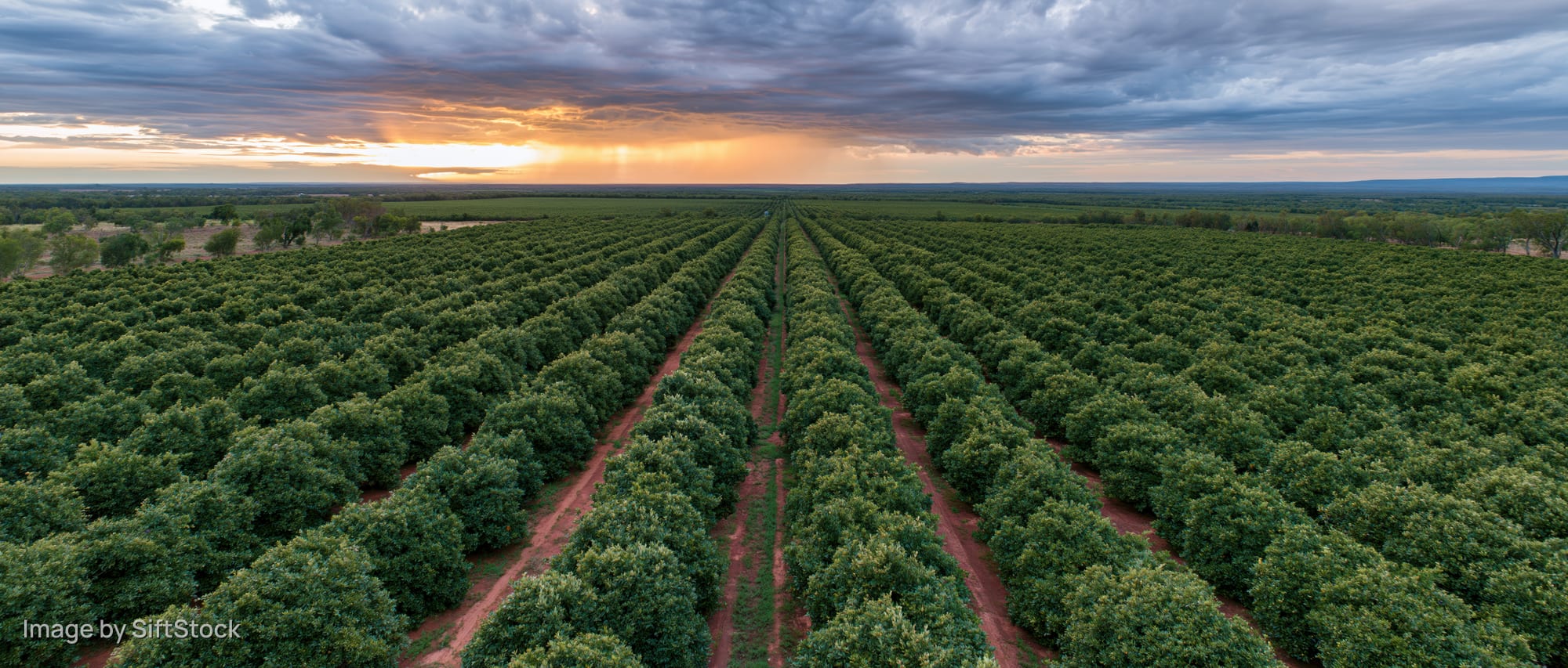 Aerial drone view of vast fruit orchard with rows of trees under sunset sky