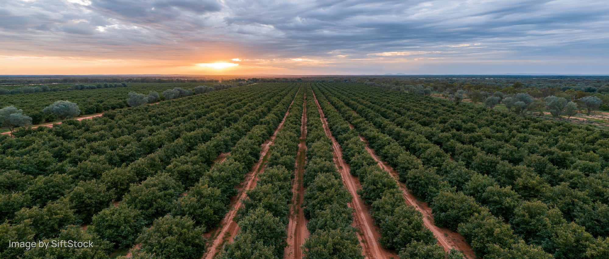 Aerial drone view of vast fruit orchard with rows of trees stretching toward sunset horizon