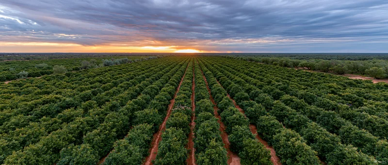 Aerial drone view of vast citrus orchard at sunset with rows of trees stretching to the horizon