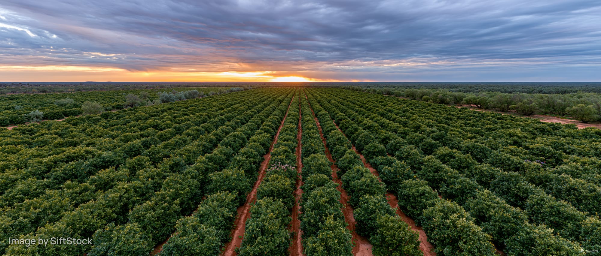 Aerial drone view of vast citrus orchard at sunset with rows of trees stretching to the horizon
