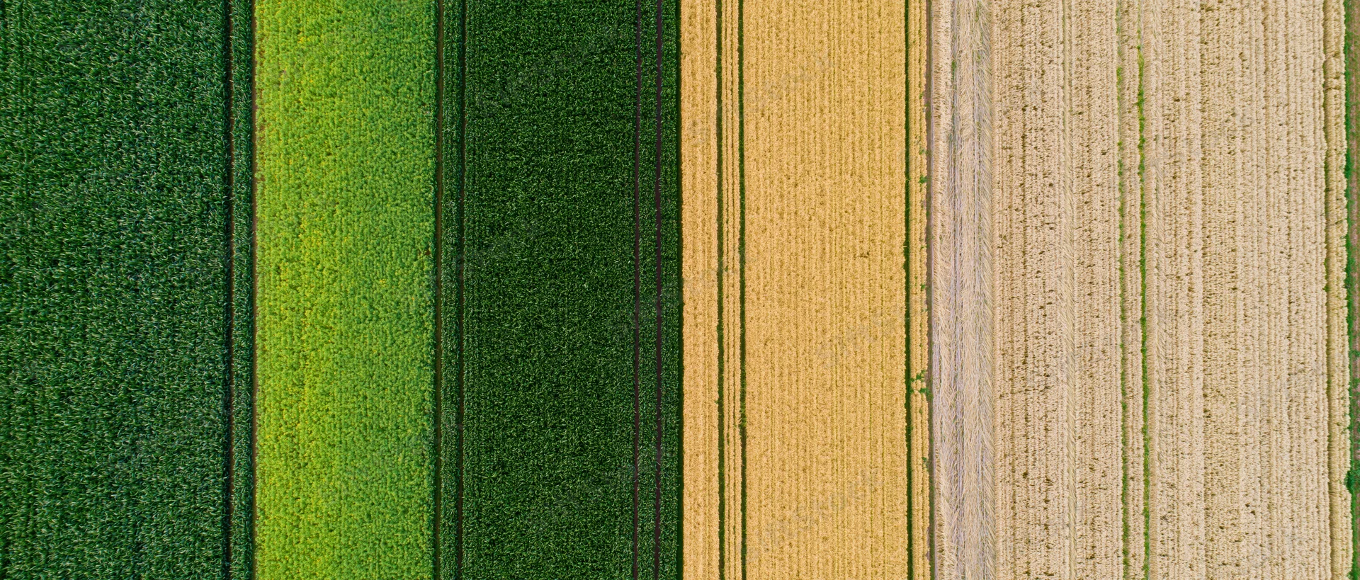 Aerial top-down view of adjacent agricultural crop fields showing green and golden strips in rural landscape