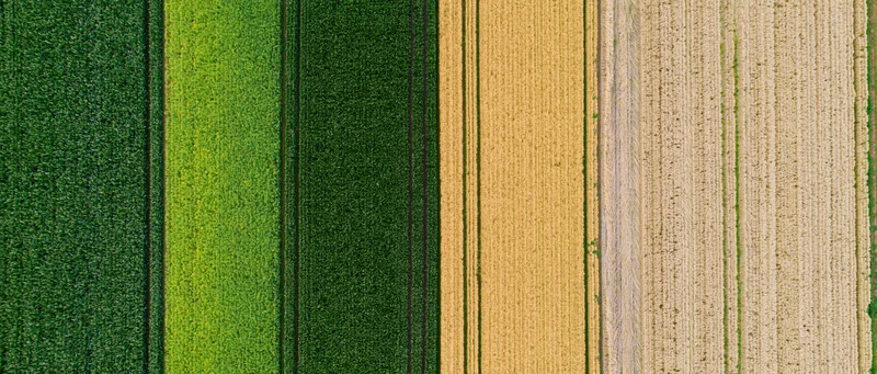 Aerial top-down view of adjacent agricultural crop fields showing green and golden strips in rural landscape