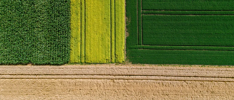 Aerial top-down view of adjacent agricultural fields showing green, yellow and brown crops in geometric patterns