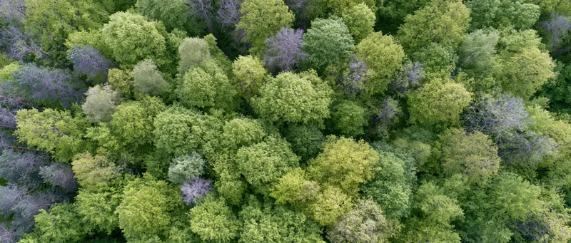 Aerial top-down view of dense deciduous forest canopy in summer daylight