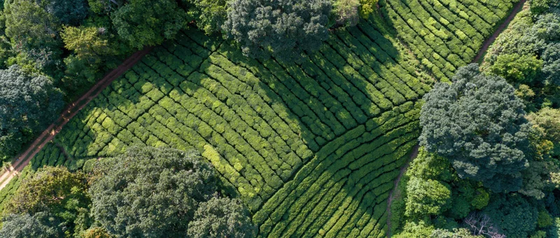 Aerial top-down view of a hillside tea plantation with neatly arranged rows of green tea bushes surrounded by trees