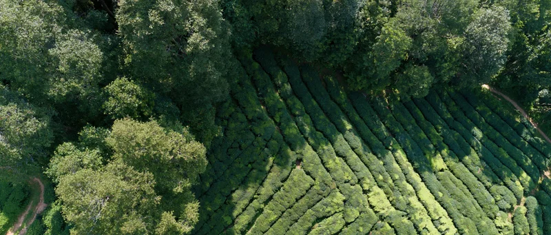 Aerial top-down view of a hillside tea plantation with neatly arranged rows of green tea bushes surrounded by dense forest